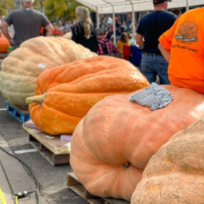 Stillwater Harvest Fest pumpkins.