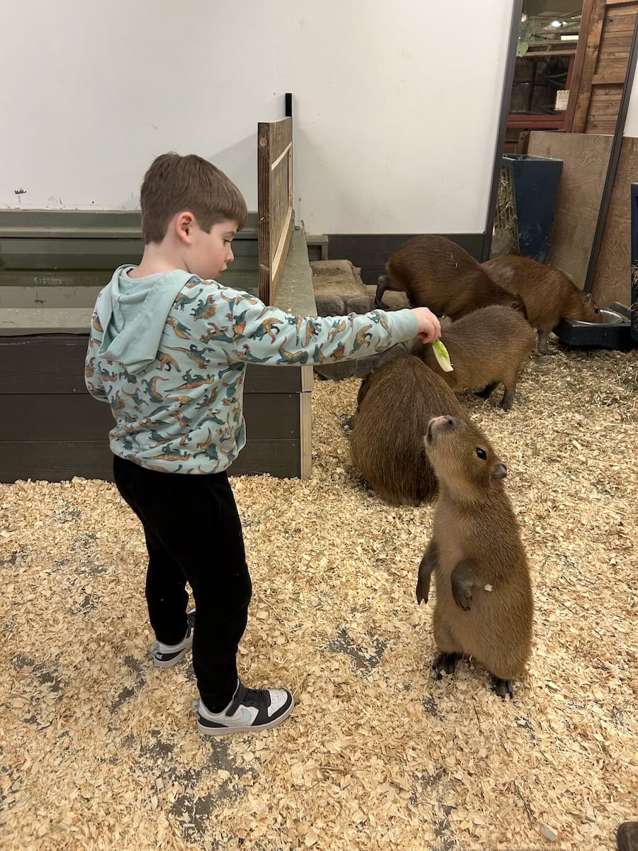 Boy feeding Capybara.