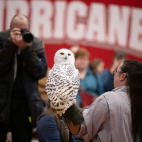 Snowy Owl at Owl Festival
