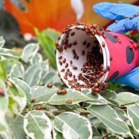 Ladybugs being released at MOA.