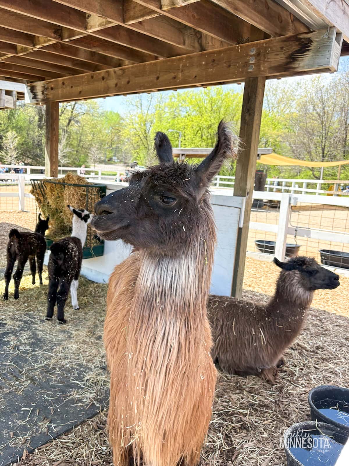 Baby llama at the Minnesota Zoo Farm Babies.