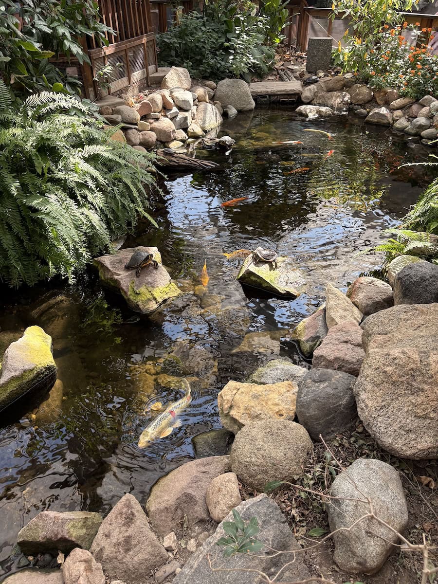 Butterfly House koi pond with turtles.