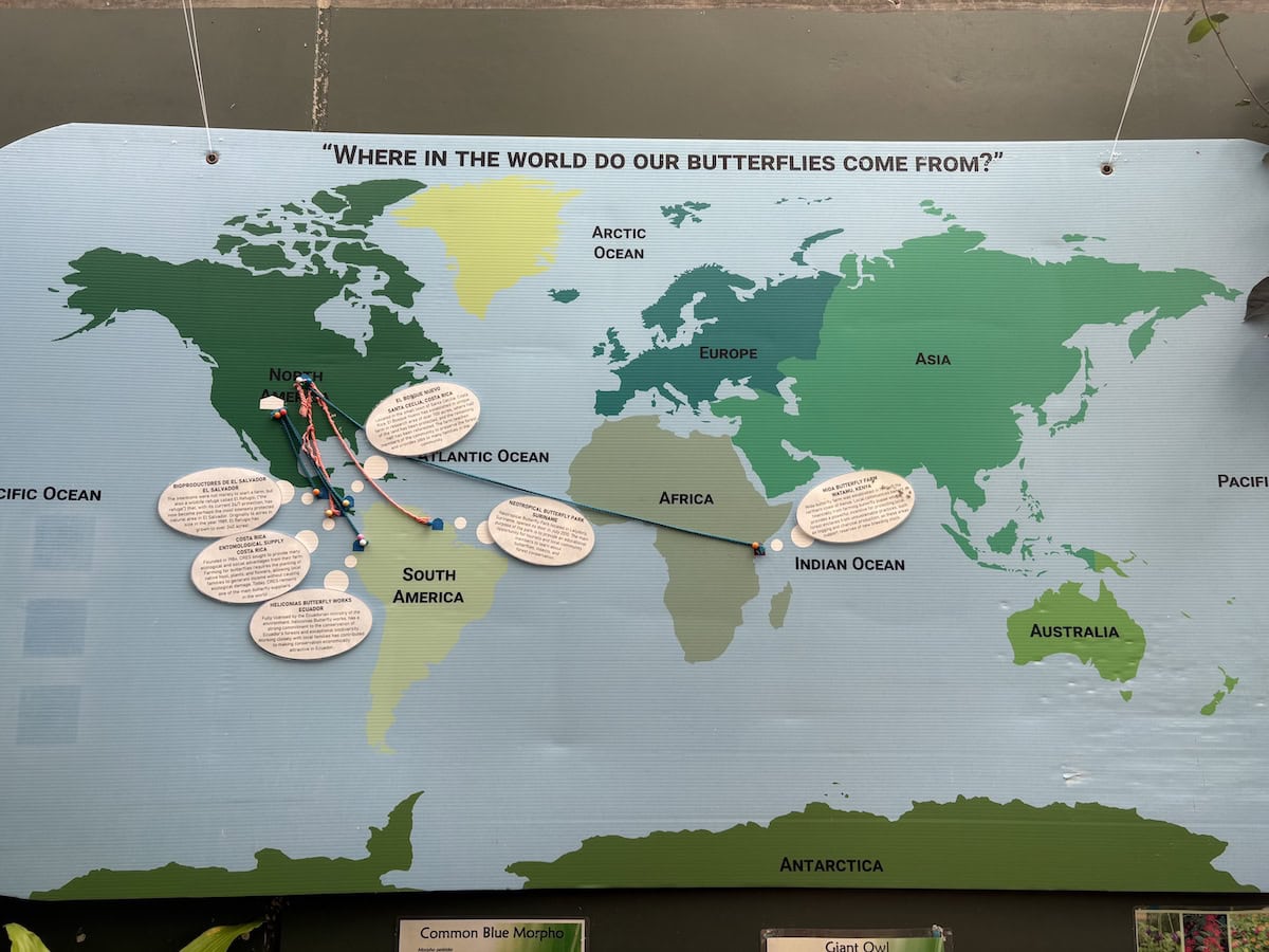 Butterfly map.