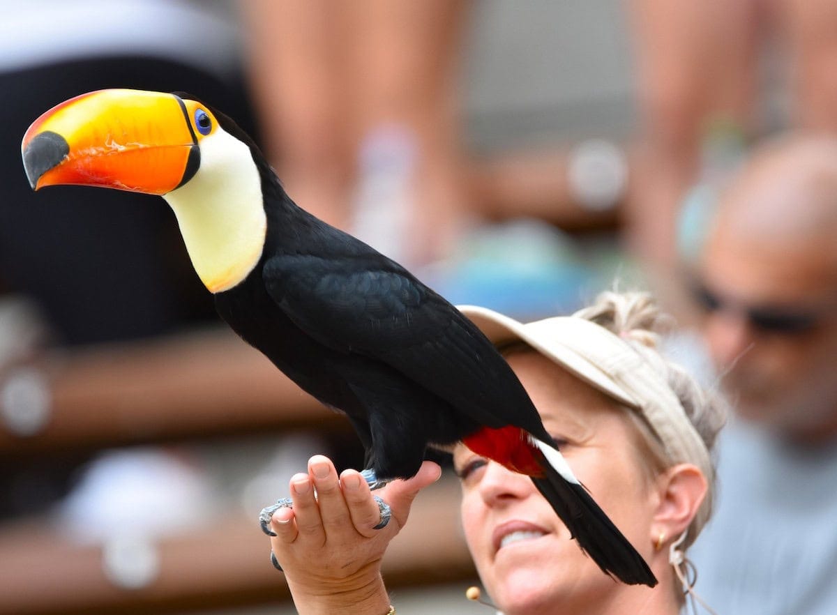 Bird Show at MN Zoo.