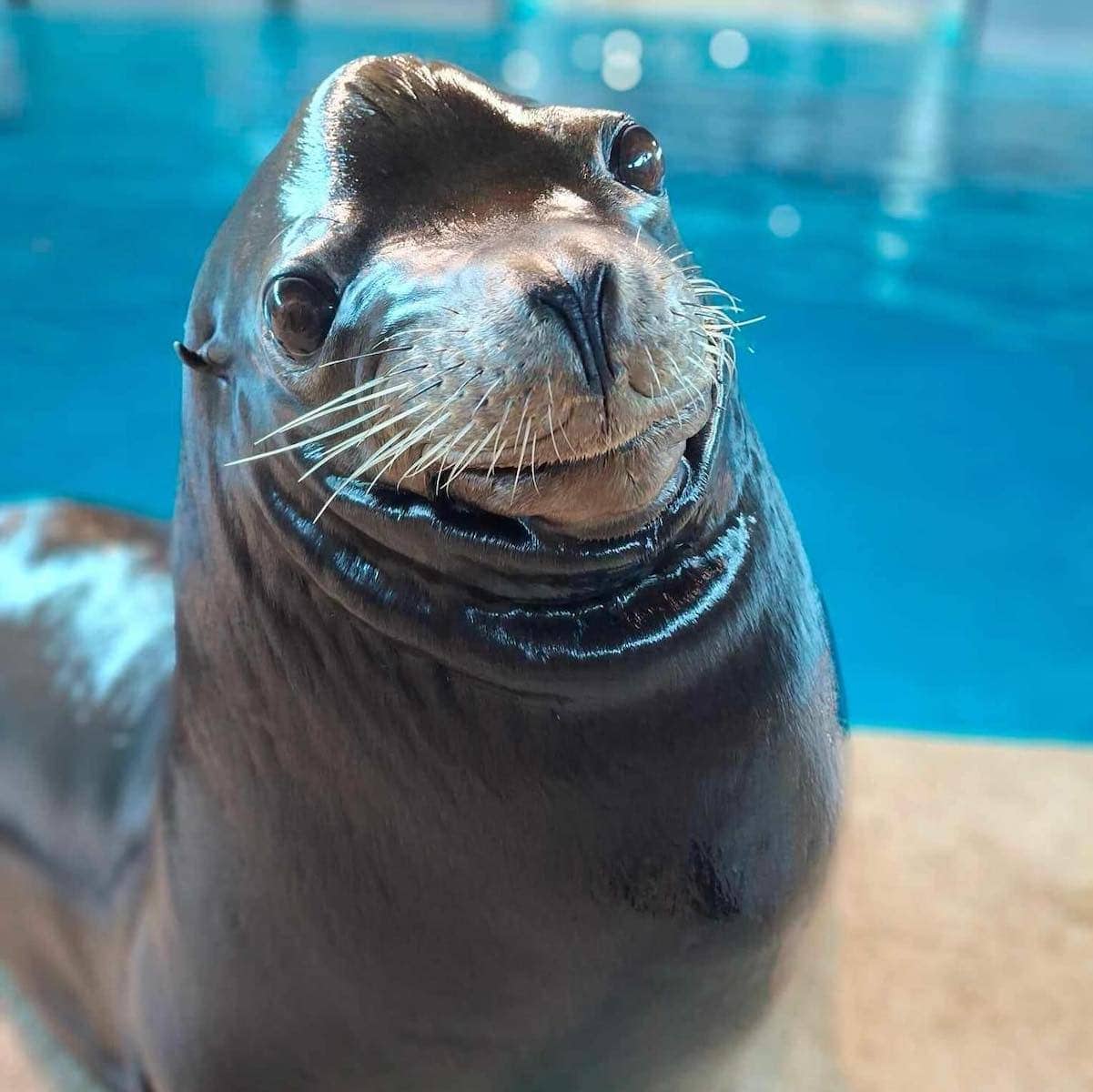 Sea Lion at MN Zoo.