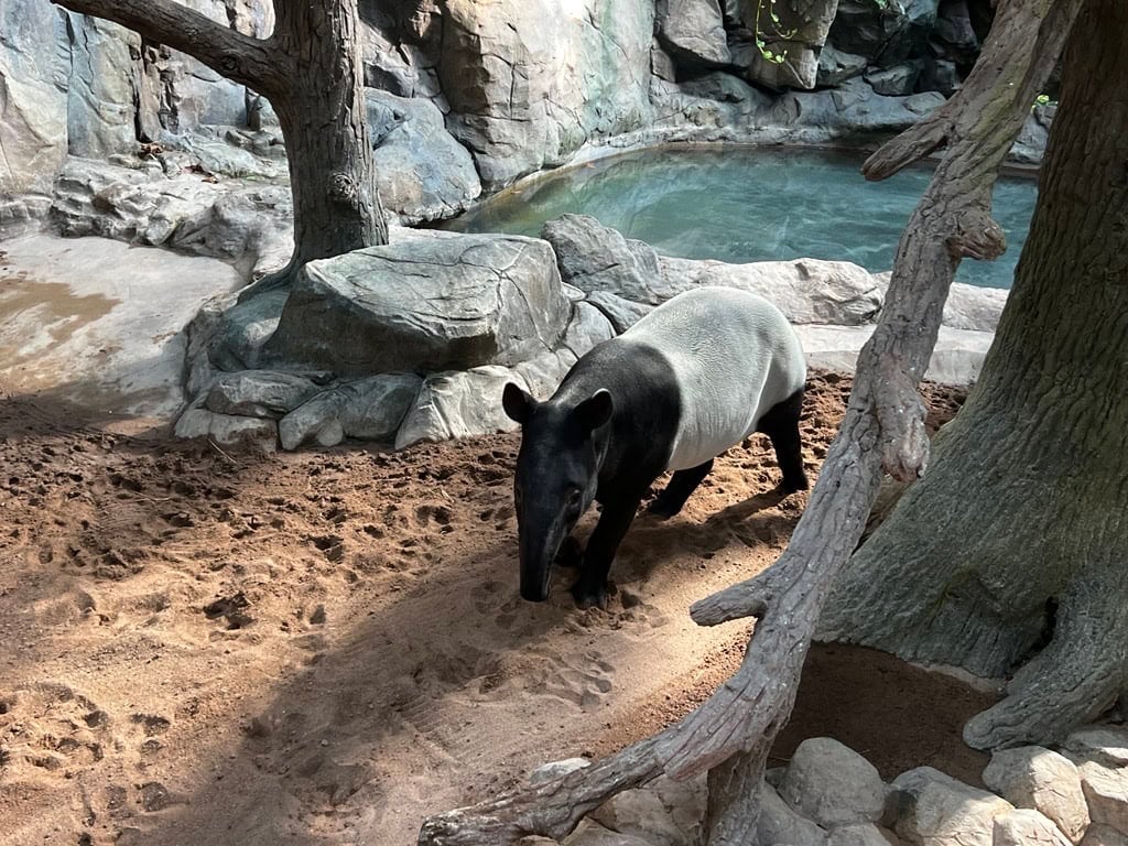 Ume at Minnesota Zoo.