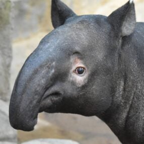 Ume at Minnesota Zoo.