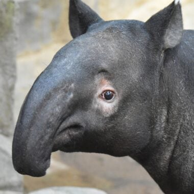 Ume at Minnesota Zoo.
