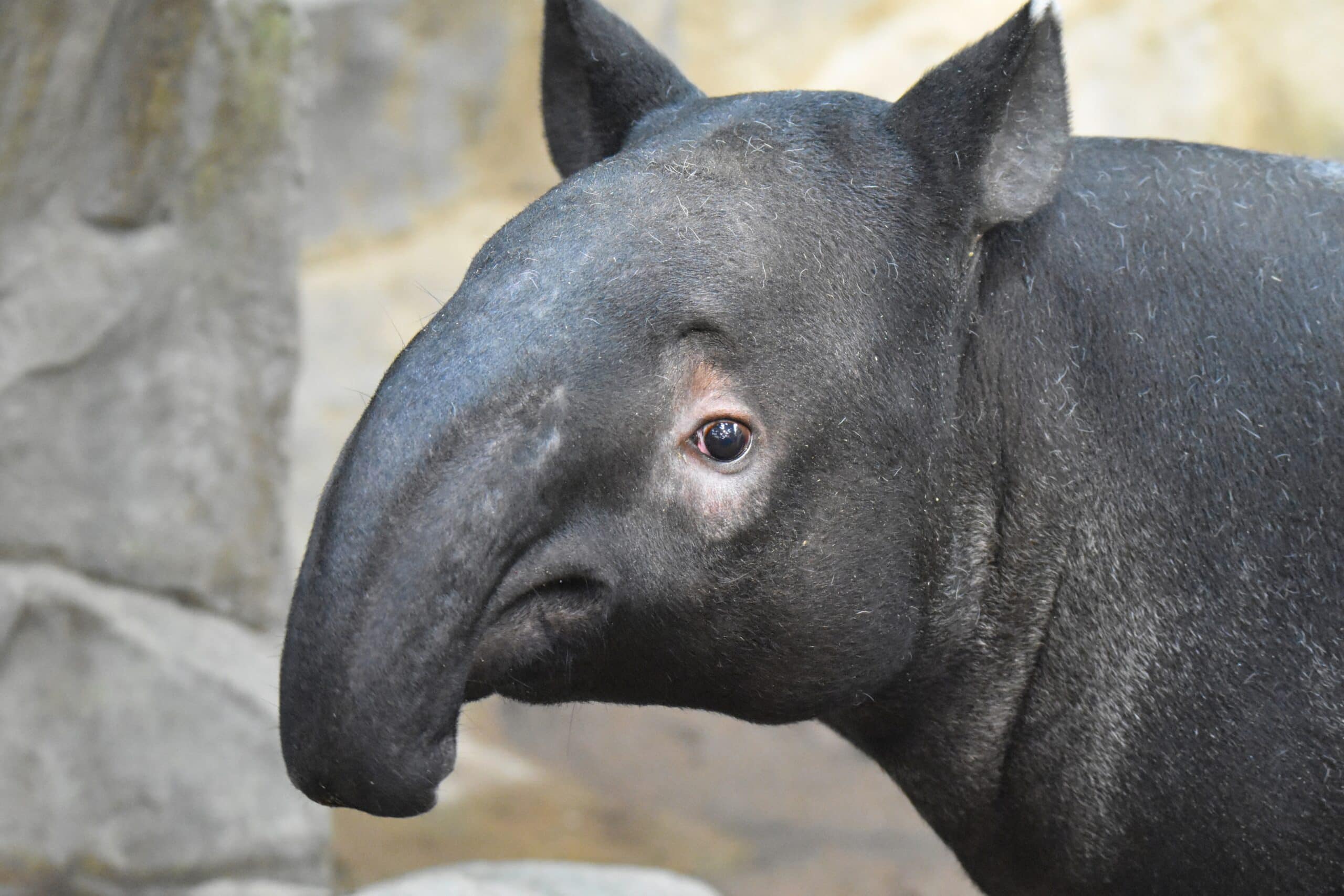 Ume at Minnesota Zoo.