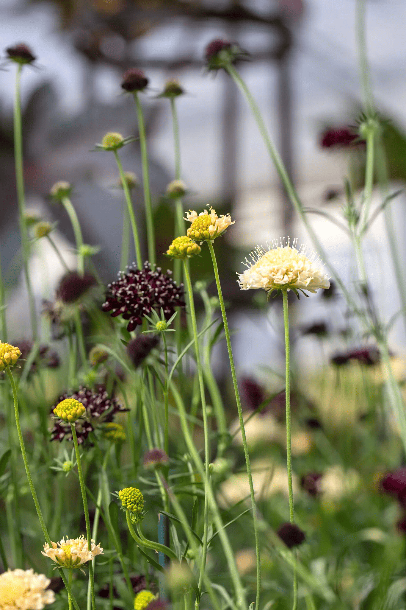 Como Fall sunken garden witches garden flowers.