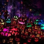 MN Zoo Jack O Lantern Spectacular Display.