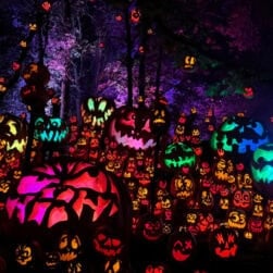 MN Zoo Jack O Lantern Spectacular Display.