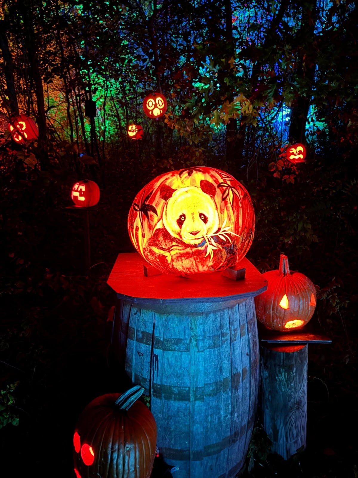 MN Zoo Jack O Lantern Spectacular Panda Pumpkin.