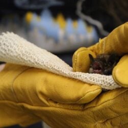 brown bat being held by hands in yellow gloves.