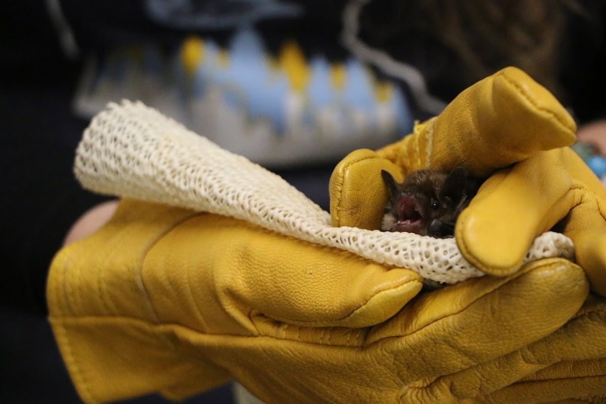 Minnesota Bat Festival at Minnesota Valley National Wildlife Refuge