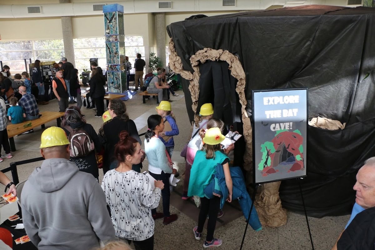 Bat cave activity at MN Bat Festival.